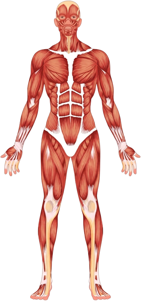 Ilustração anatômica do corpo humano, vista anterior